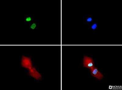 Immunocytochemistry/ Immunofluorescence: Histone H3 [Dimethyl Lys4, Sym-dimethyl Arg2] Antibody - BSA Free [NB21-1202]
